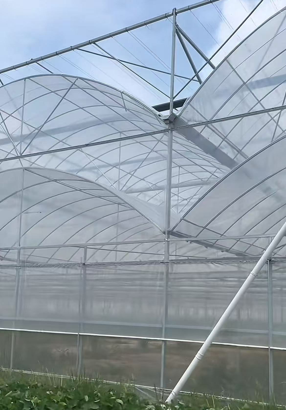 双拱双膜连栋温室